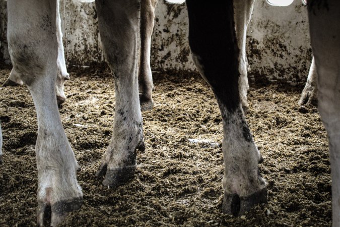 American Halal Meats August 1st 2019