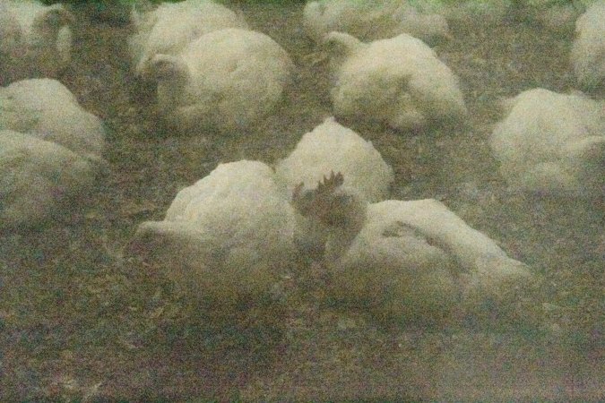 Hundreds of chickens inside an Allen Harim owned factory farm