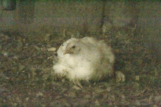 Hundreds of chickens inside an Allen Harim owned factory farm