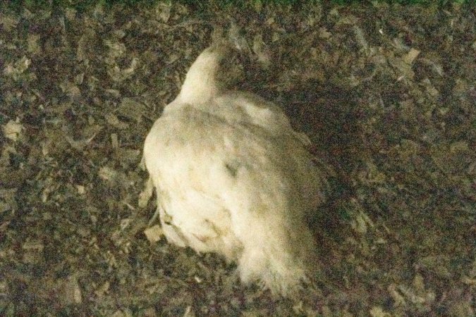 Hundreds of chickens inside an Allen Harim owned factory farm