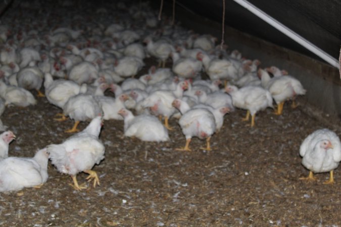 Hundreds of chickens inside an Allen Harim owned factory farm