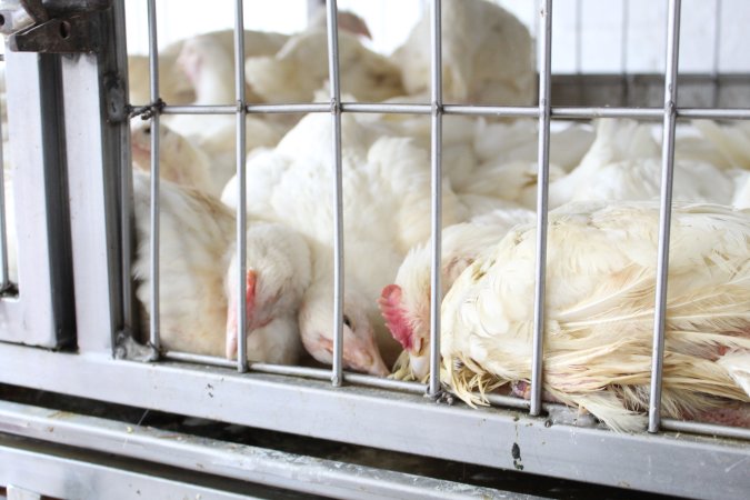 Alnoor Halal Meat Market