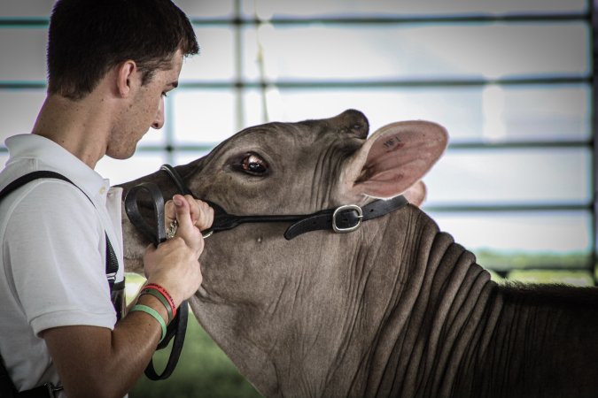 Somerset County 4-H Fair 2019