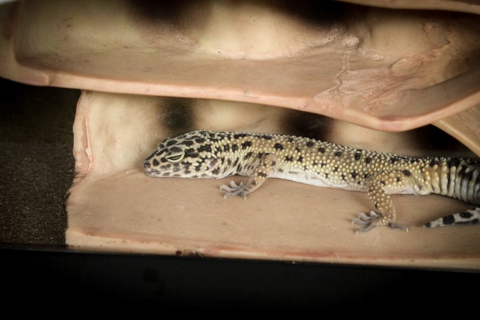 Somerset County 4-H Fair 2019