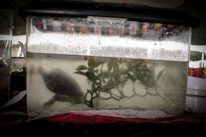 Somerset County 4-H Fair 2019