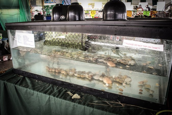 Somerset County 4-H Fair 2019