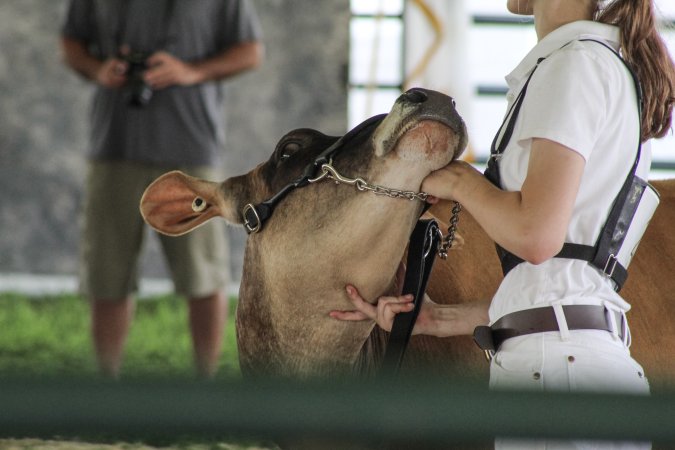 Somerset County 4-H Fair 2019