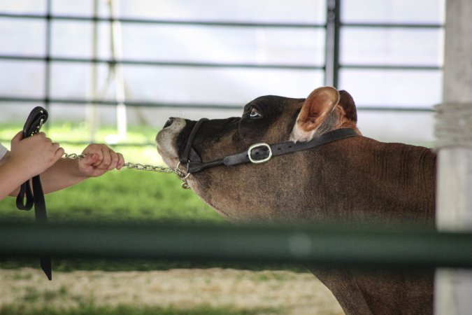 Somerset County 4-H Fair 2019