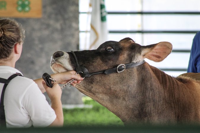 Somerset County 4-H Fair 2019