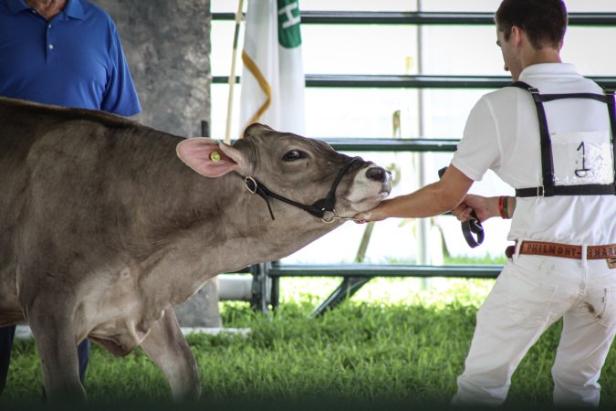 Somerset County 4-H Fair 2019