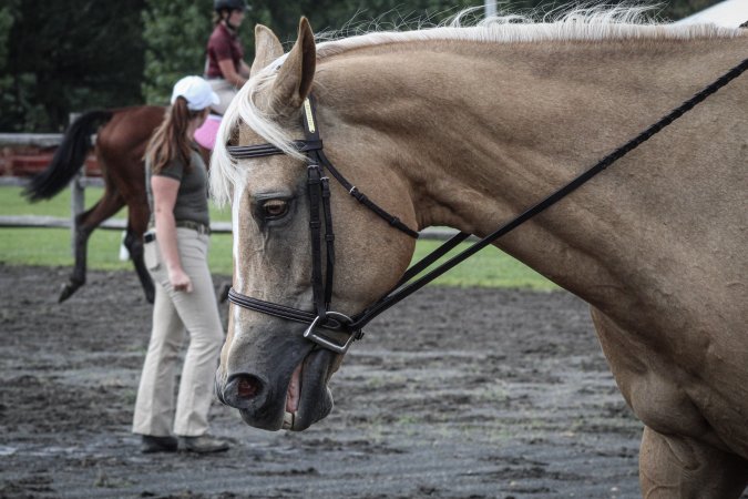 Somerset County 4-H Fair 2019