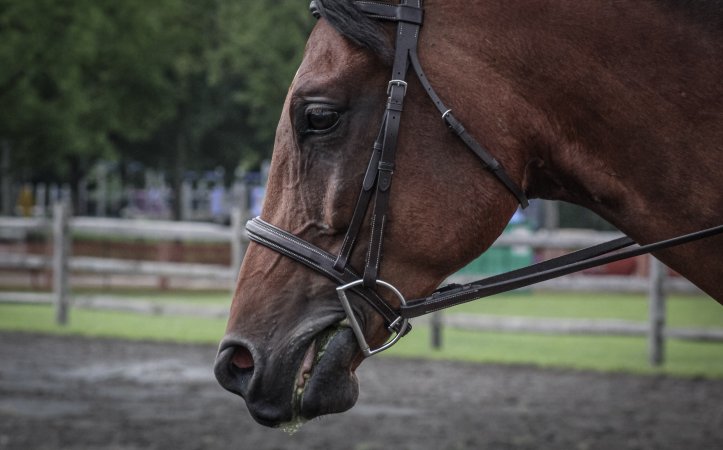 Somerset County 4-H Fair 2019