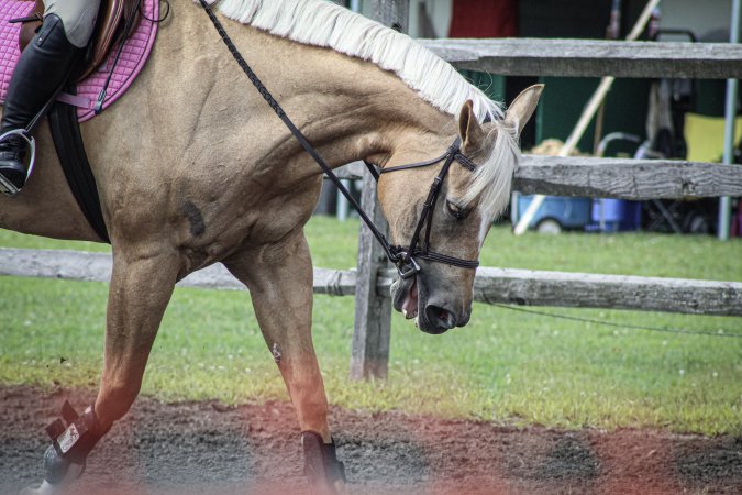 Somerset County 4-H Fair 2019