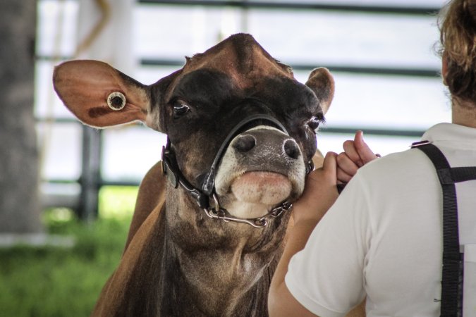 Somerset County 4-H Fair 2019