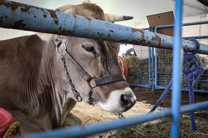 Sussex County Fair 2019