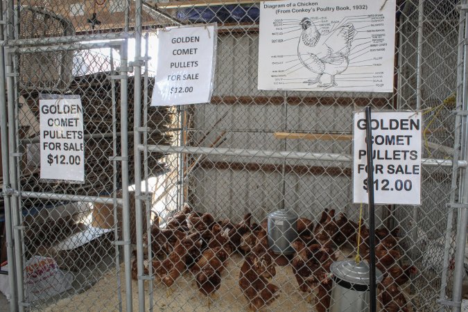 Sussex County Fair 2019