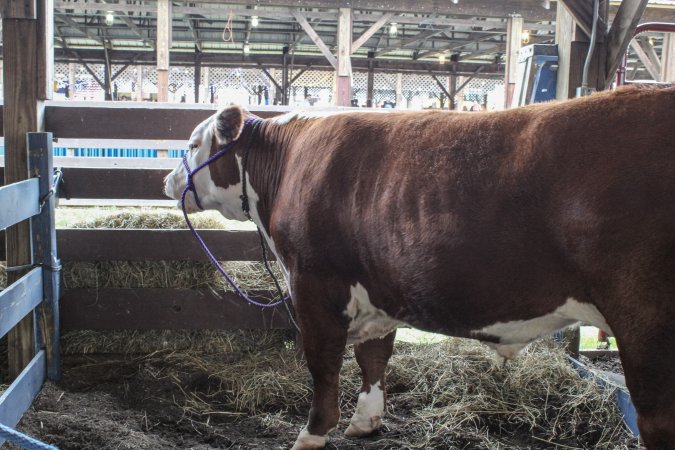 Sussex County Fair 2019