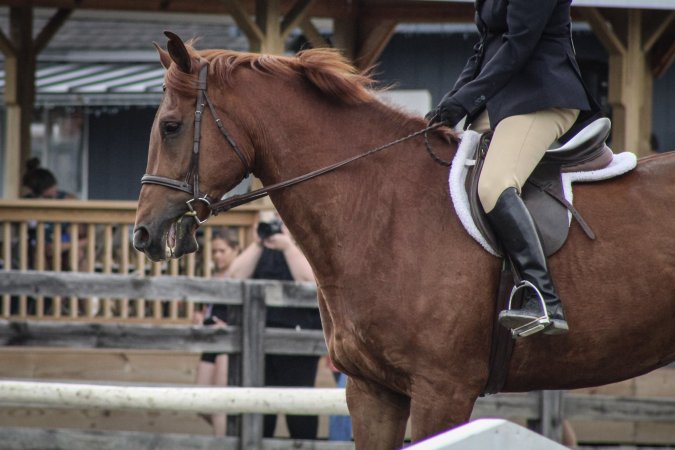 Sussex County Fair 2019