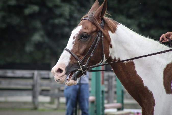 Sussex County Fair 2019