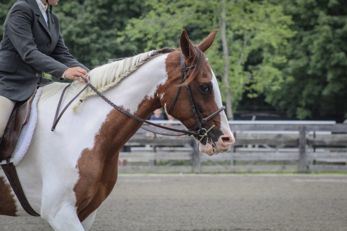 Sussex County Fair 2019