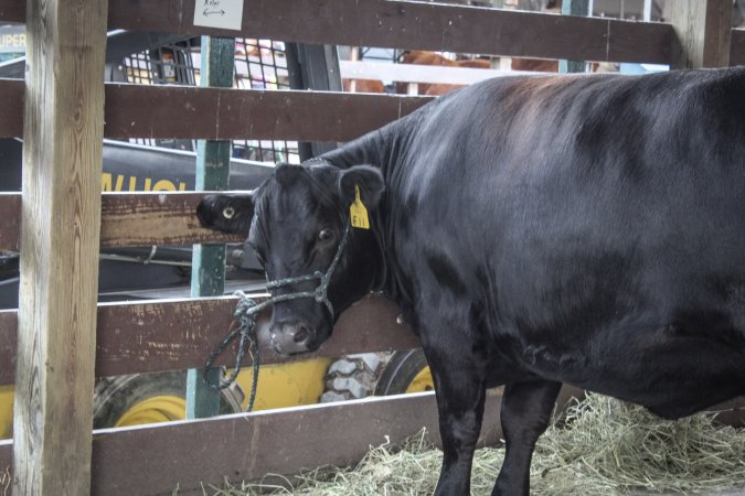 Sussex County Fair 2019