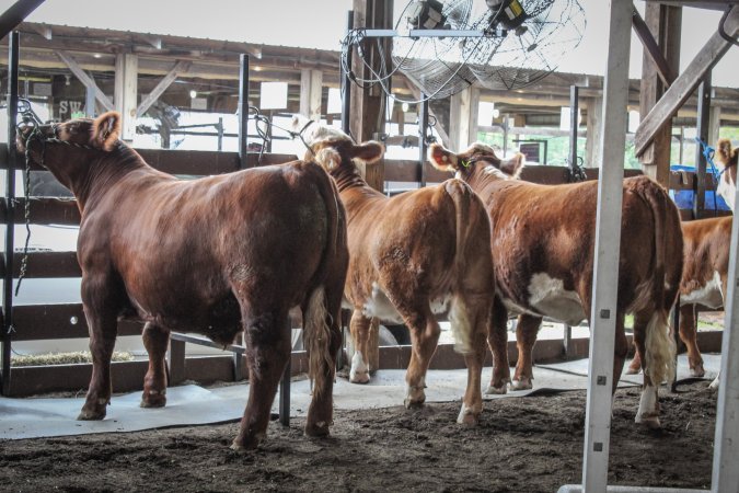Sussex County Fair 2019