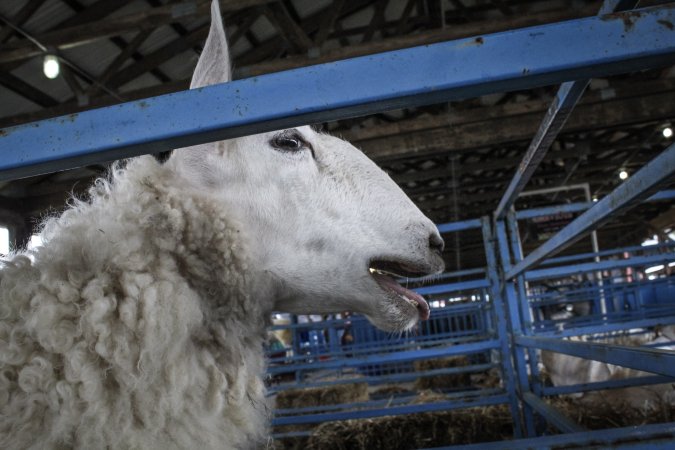 Sussex County Fair 2019