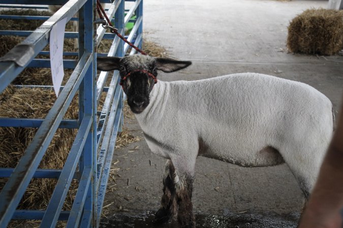 Sussex County Fair 2019