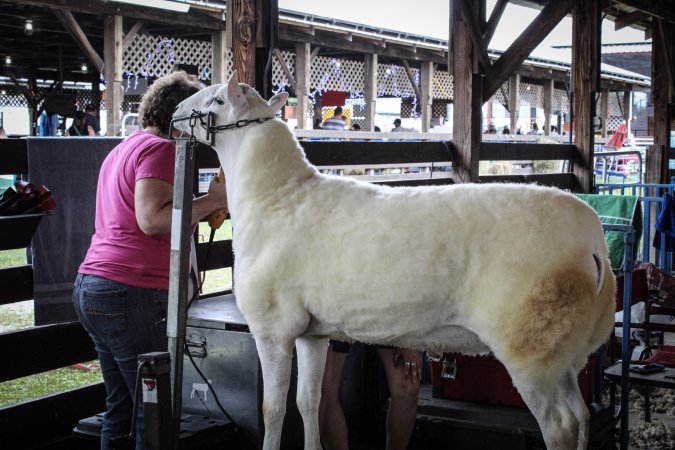 Sussex County Fair 2019