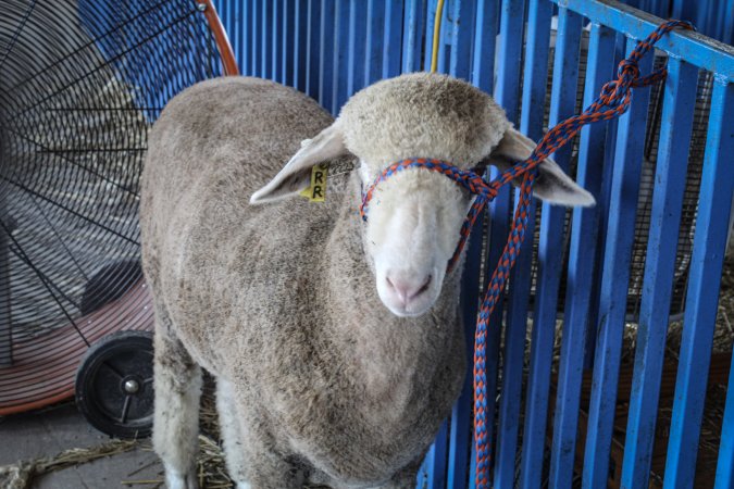 Sussex County Fair 2019
