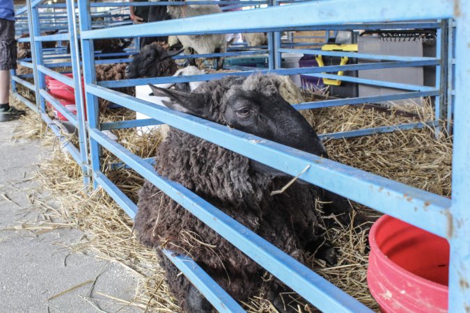 Sussex County Fair 2019