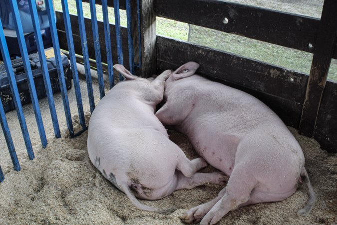 Sussex County Fair 2019