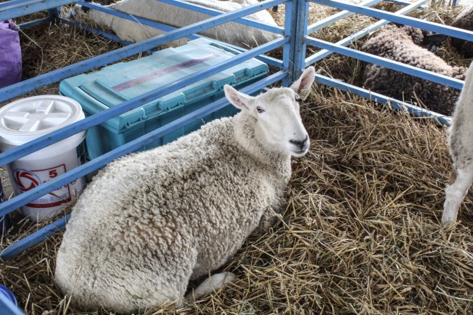Sussex County Fair 2019