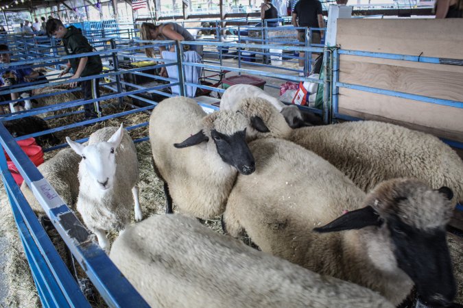 Sussex County Fair 2019