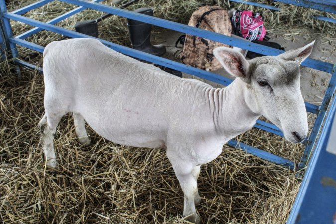 Sussex County Fair 2019