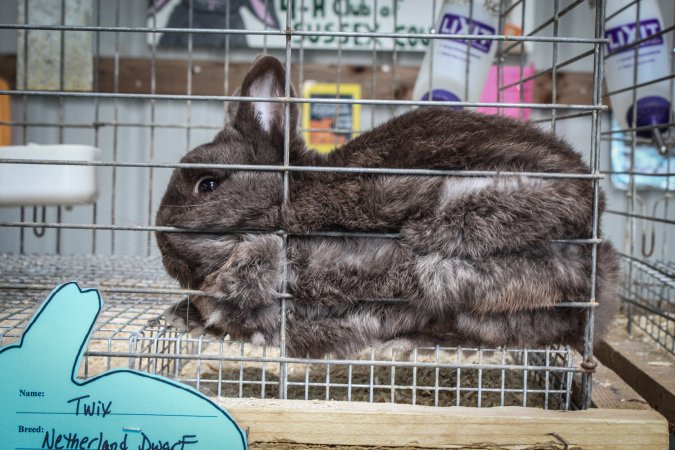 Sussex County Fair 2019