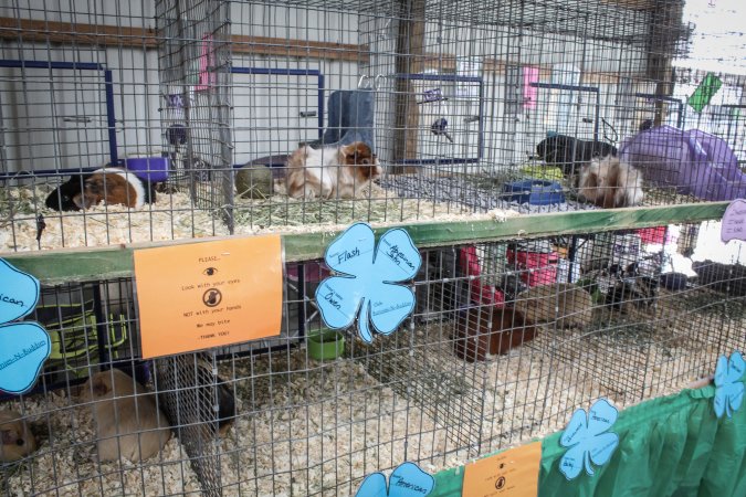 Sussex County Fair 2019