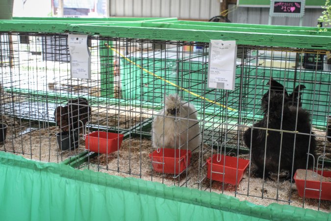 Sussex County Fair 2019