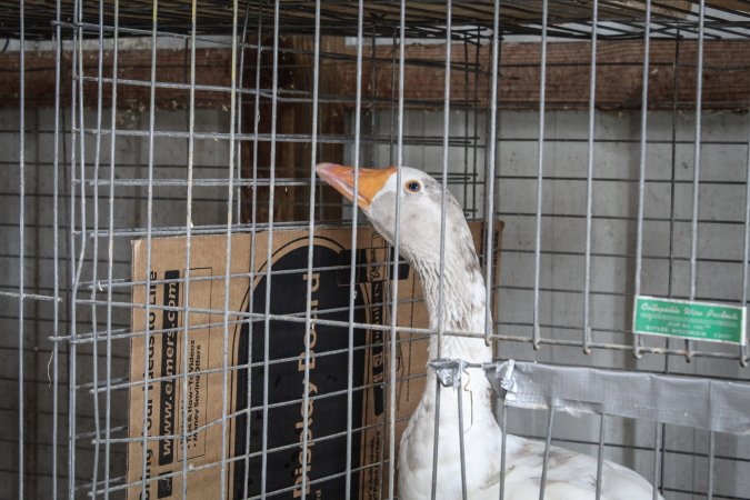 Sussex County Fair 2019