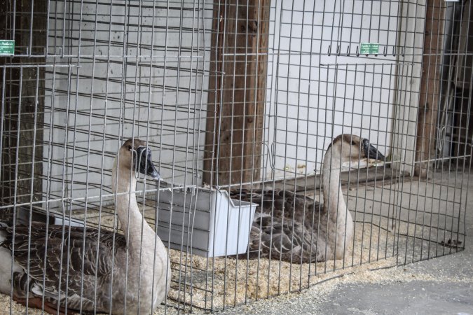 Sussex County Fair 2019
