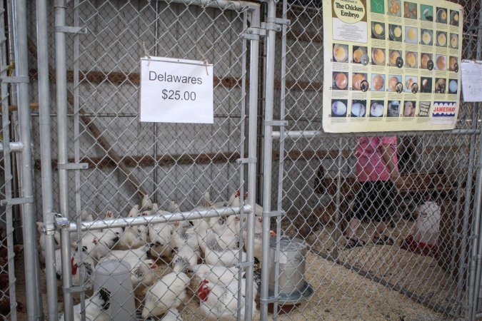 Sussex County Fair 2019