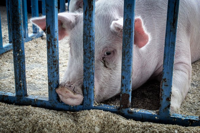 Sussex County Fair 2019