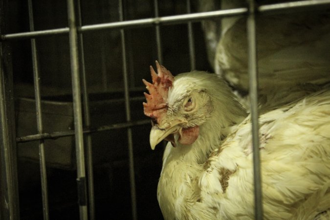 Thanksgiving Vigil 2018