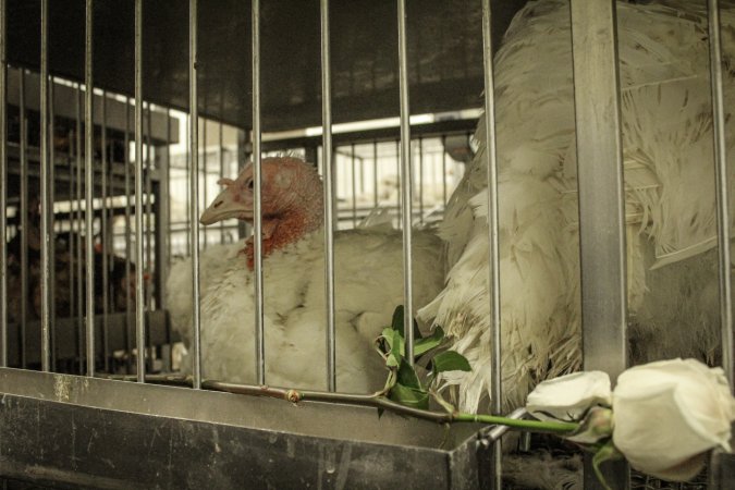 Thanksgiving Vigil 2018