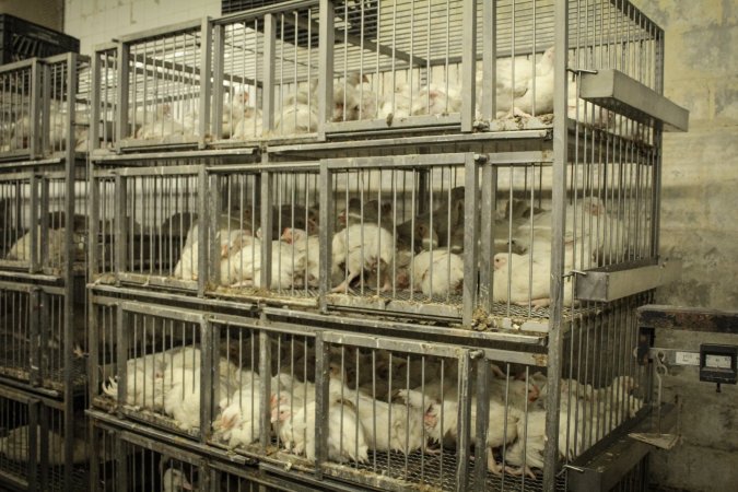 Thanksgiving Vigil 2018