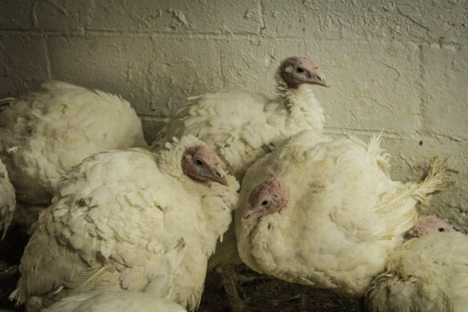 Thanksgiving Vigil 2018