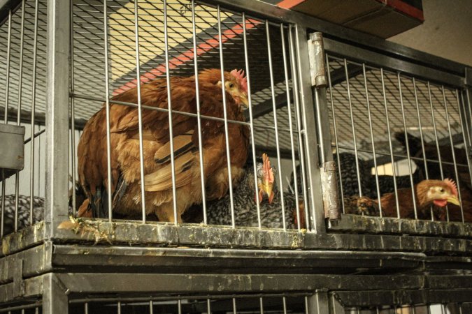 Thanksgiving Vigil 2018