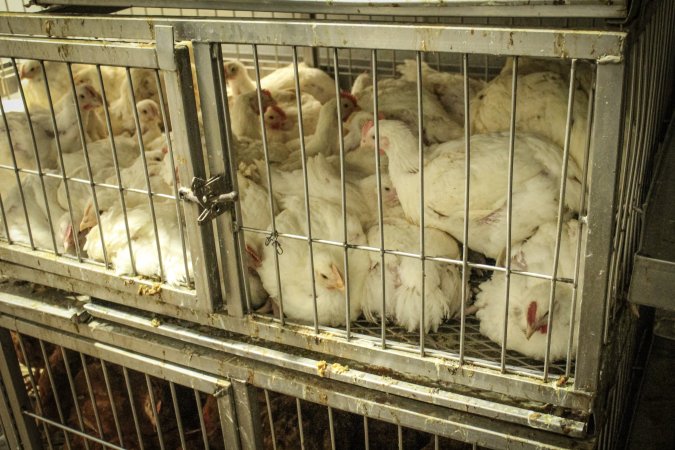 Thanksgiving Vigil 2018