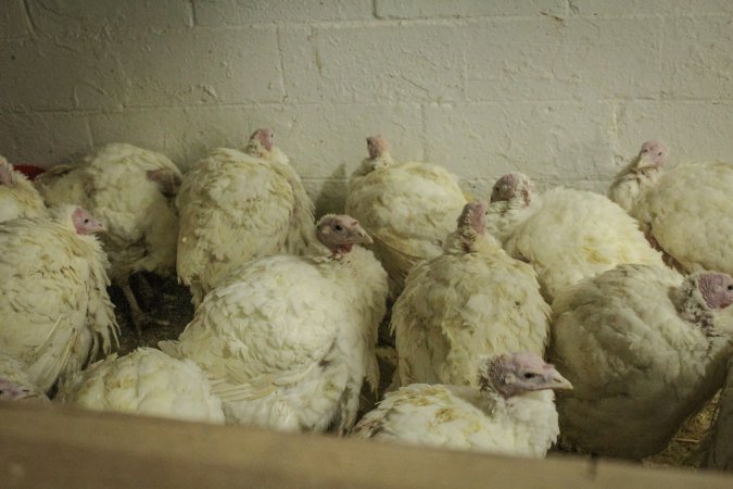 Thanksgiving Vigil 2018