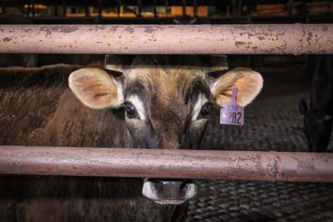 Manning Beef April 15th 2019